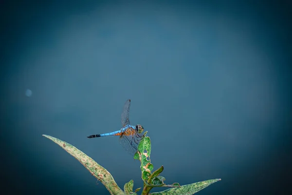 Blue Dragonfly Segurar Árvore Folha Verde Copiar Espaço Dragonfly Natureza — Fotografia de Stock
