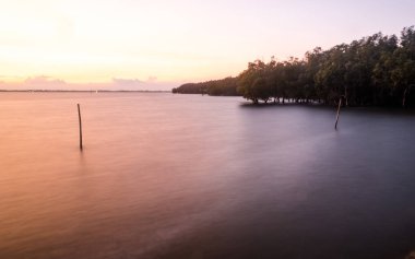 Alacakaranlık Mangrov Ormanı Doğa Koruma Ormanı 'nda ufukta uzun süre sakin deniz göründü.