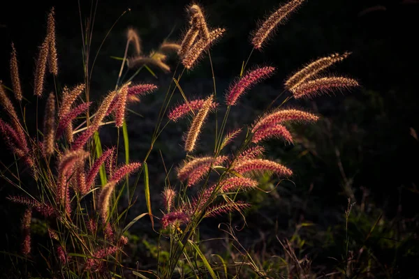 田舎の花畑 オレンジの草原の背景 野生の草原の草春の夏の自然背景 — ストック写真