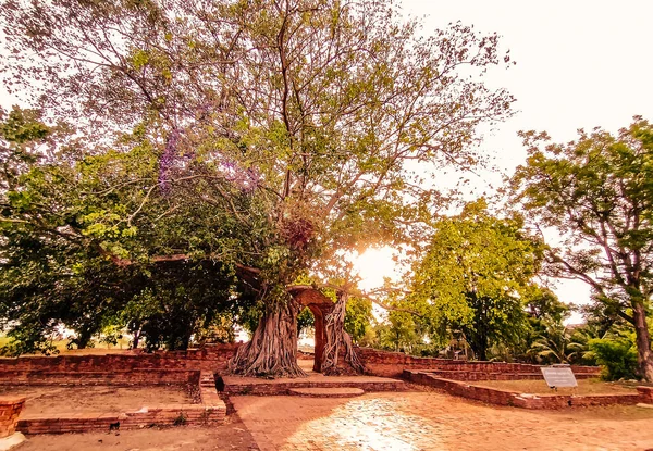 Forntida Tempelport Farngam Rötterna Till Träden Och Portarna Till Ayutthaya — Stockfoto