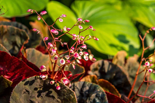 little pink flower nature forest and trees in garden decoration