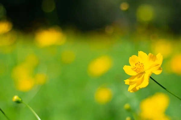Gelbe Kosmos Blumen Mit Naturlandschaft Hintergrund Kosmos Blume Nahaufnahme — Stockfoto