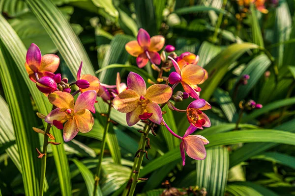 Blume Auf Der Grünen Natur Des Farns Und Bäume Tropischen — Stockfoto