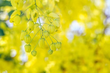 Çiçek açan sarı çiçekler. Beyaz arka planda tropikal çiçekleri ve bitkileri olan güzel bir buket. Sarı Salkımlar.