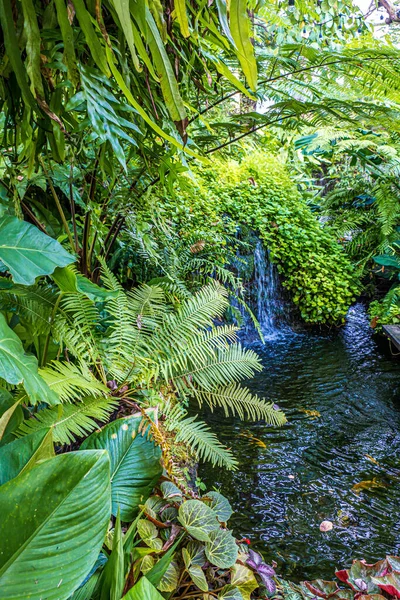 Naturaleza Verde Del Helecho Los Árboles Fondo Nture Jardín Tropical —  Fotos de Stock