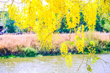 Çiçek açan sarı çiçekler. Beyaz arka planda tropikal çiçekleri ve bitkileri olan güzel bir buket. Sarı Salkımlar.