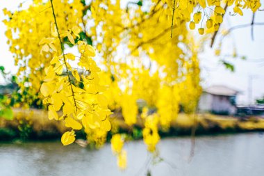 Çiçek açan sarı çiçekler. Beyaz arka planda tropikal çiçekleri ve bitkileri olan güzel bir buket. Sarı Salkımlar.