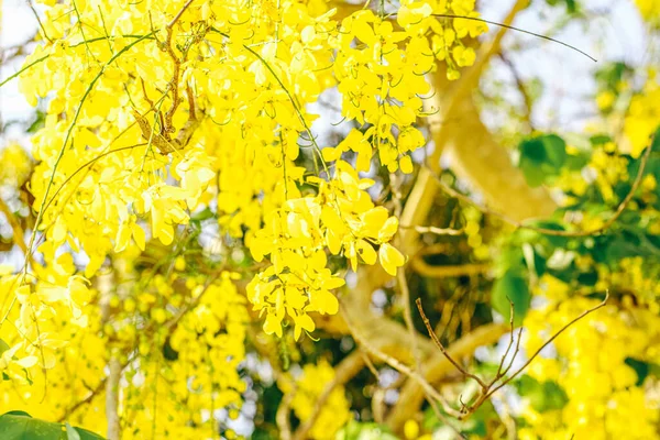 Yellow Flowers Bloom Beautiful Bouquet Tropical Flowers Plants White Background — Stock Photo, Image