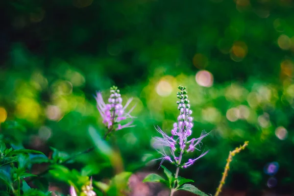 Primer Plano Violeta Lavanda Púrpura Flor Mañana Luz Del Sol — Foto de Stock