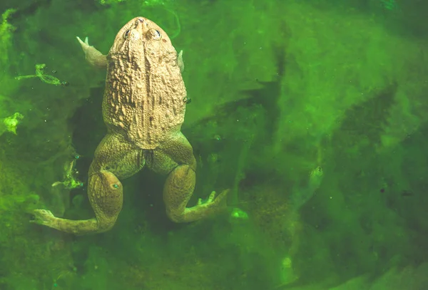 Ένας Αρσενικός Βάτραχος Λίμνη Νερού Στα Φύλλα Άγρια Ζώα — Φωτογραφία Αρχείου
