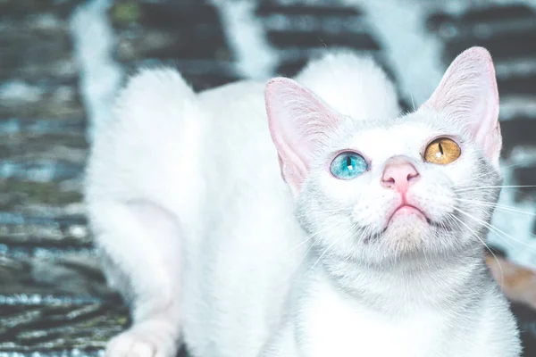 Белый Кот Разного Цвета Глазами Котенок Голубым Зеленым Глазом — стоковое фото