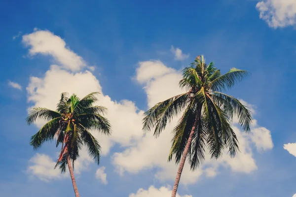 Zomer Natuur Mooie Palmbomen Blauwe Zonnige Hemel — Stockfoto