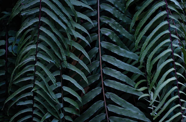 Ferns Leaves Green Foliage Plant Natural Floral Rainforest Background — ストック写真