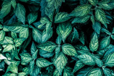 Yakın tropikal doğa yeşil yaprak doku arka plan Koyu Doğa arka plan, doğal ışık ve gölge yeşil yaprakları.