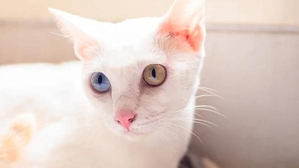 Λευκή Γάτα Διαφορετικό Χρώμα Ματιών Μπλε Και Κίτρινο Μάτι Αξιολάτρευτα — Φωτογραφία Αρχείου
