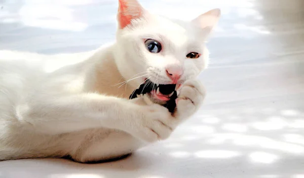 White Cat Different Color Eyes Blue Yellow Eye Adorable Domestic — Stockfoto