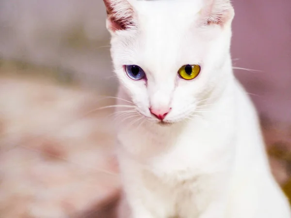 Белая Кошка Голубыми Желтыми Глазами Разного Цвета Домашние Животные — стоковое фото