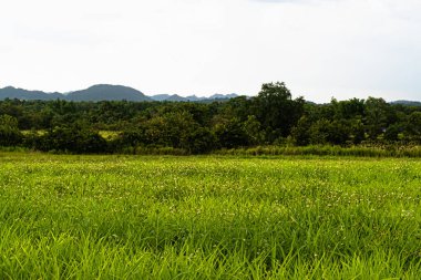 landscape with traditional mountain chalet and fresh green mountain pastures in summer