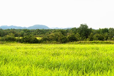 landscape with traditional mountain chalet and fresh green mountain pastures in summer