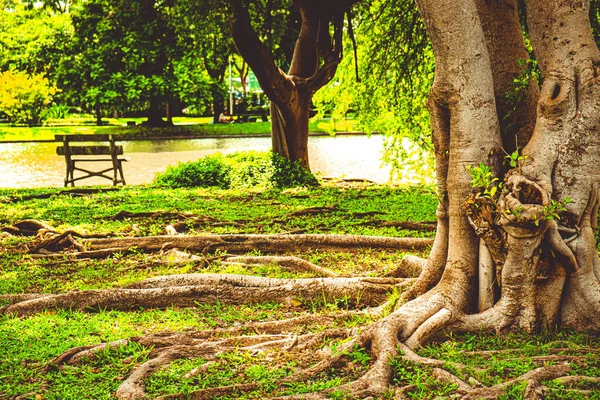 Big Tree Roots Park Stand Next Lake Nature Background — Foto de Stock