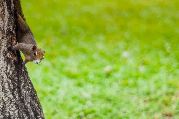 Χαριτωμένο Δράση Κόκκινο Σκίουρος Στον Κορμό Του Δέντρου Δημόσιο Πάρκο — Φωτογραφία Αρχείου