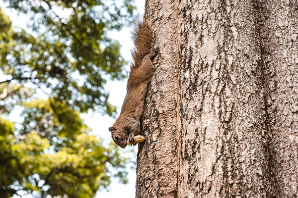 Cute Action Red Squirrel Tree Trunk Public Park — Zdjęcie stockowe