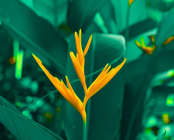 Lobster Claws Heliconia Flowe Orange Flower Tropical Green Leaves Background — Foto Stock