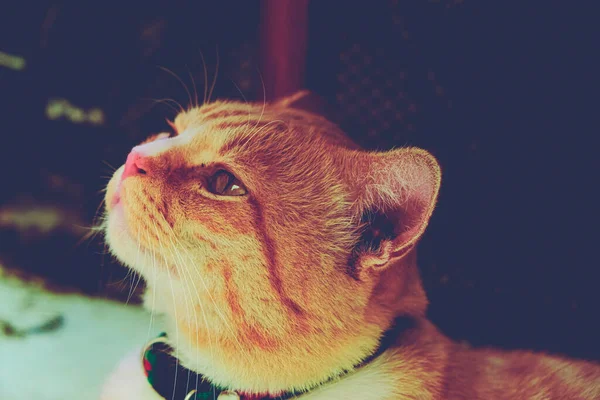 Portret Kot Słodkie Czerwony Imbir Urocze Zwierzę Zwierzak Zbliżenie Twarz — Zdjęcie stockowe