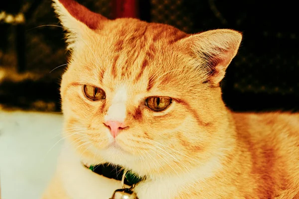 Портрет Кошки Милый Красный Имбирь Очаровательный Животное Домашнее Животное Близко — стоковое фото