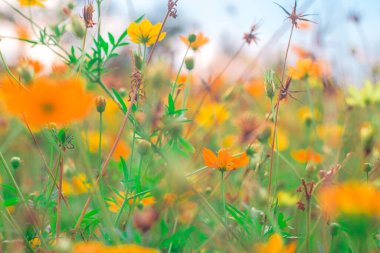 Sarı Kozmos çiçekleri çayır bahçesinde çiçek açıyor bahar arka planında