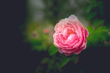 Koyu yeşil arka planda pembe bir gülü yakından çek.