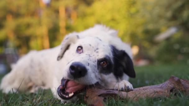 Портрет игривой собаки жевать палку на открытом воздухе, закрыть — стоковое видео