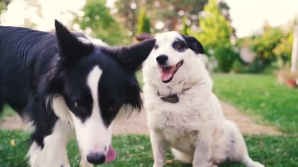 Twee honden rennen en spelen samen in het park — Stockvideo