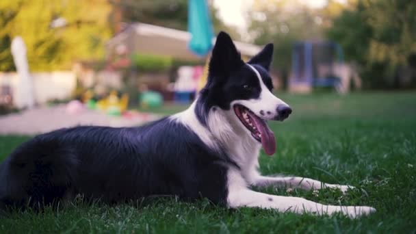 Συνοριακό σκυλί collie παίζει στην πράσινη πίσω αυλή σε ηλιόλουστη μέρα — Αρχείο Βίντεο