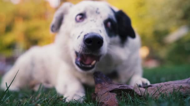 Крупный план Белой Собаки, кусающей деревянную палку, лежащей в траве — стоковое видео