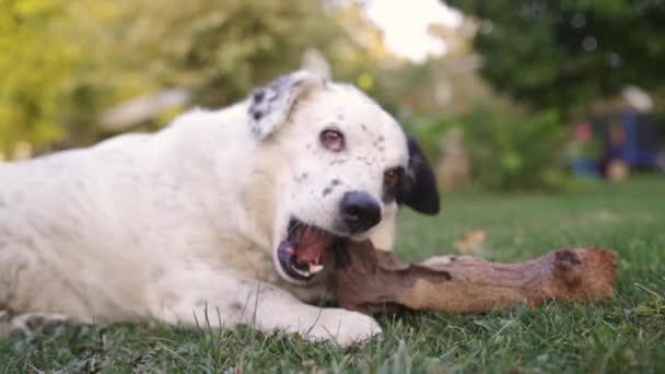 Lähikuva Pieni koira pureskelee oksalla kun makaa nurmikolla — kuvapankkivideo
