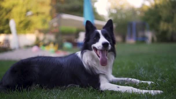 黑白相间的边境牧羊犬在后院玩耍 — 图库视频影像