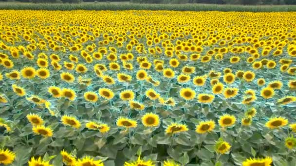 Aerial Drone View Sunflower Field Ready Harvested Agricultural Field Summer — Stockvideo