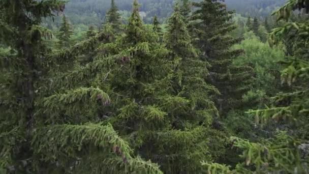 Fly Evergreen Tall Pine Trees Sofia Bulgaria High Quality Footage — 비디오