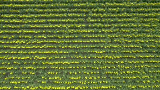 Aerial Drone View Sunflower Field Ready Harvested Agricultural Field Summer — Vídeo de stock
