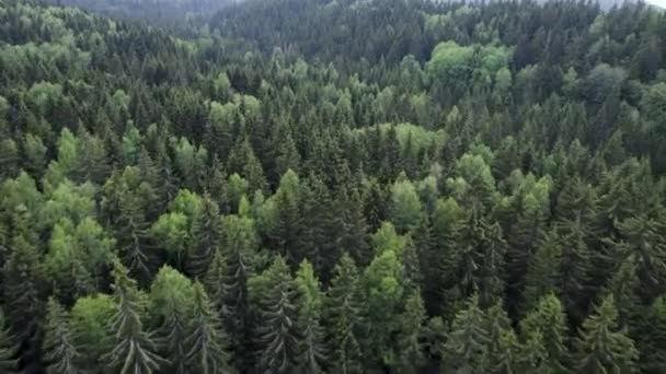 Drone Fly Evergreen Tall Pine Trees Vitosha Mountain Sofia Bulgaria — Vídeo de Stock