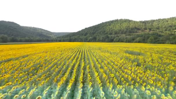 Low Fly Sunflowers Agriculture Field Futuristic Scanner High Quality Footage — Stock videók