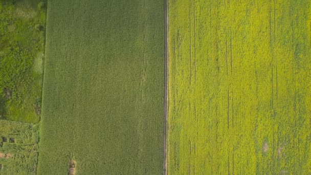 Aerial Drone View Sunflower Field Ready Harvested Agricultural Field Summer — Αρχείο Βίντεο