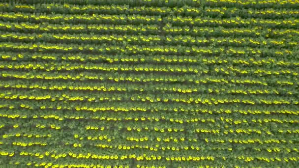 Aerial Drone View Sunflower Field Ready Harvested Agricultural Field Summer — Stockvideo