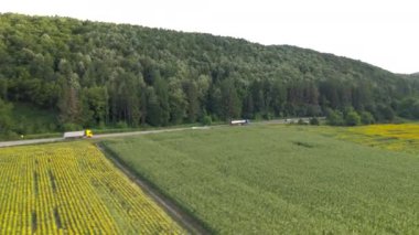 Ayçiçeği tarlasının hava aracı görüntüsü hasat edilmeye hazır. Yazın tarım tarlası. Yüksek kalite 4k görüntü