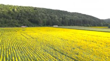 Ayçiçeği tarlasının hava aracı görüntüsü hasat edilmeye hazır. Yazın tarım tarlası. Yüksek kalite 4k görüntü