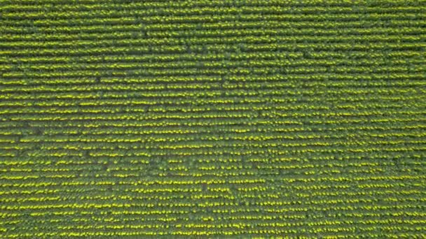 Ayçiçeği Tarlasının Hava Aracı Görüntüsü Hasat Edilmeye Hazır Yazın Tarım — Stok video