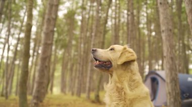 Köpekler ağaçların ve çadırların yakınındaki kamplarda tatilin tadını çıkarırlar. Yüksek kaliteli FullHD görüntüler