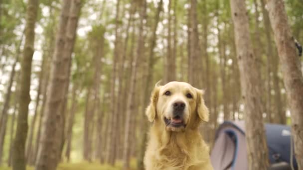 Dog Enjoy Holiday Camping Trees Tents High Quality Fullhd Footage — Stock Video