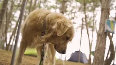 Soğuk köpek ağaçların ve çadırların yanında tatilin tadını çıkarıyor. Yüksek kaliteli FullHD görüntüler